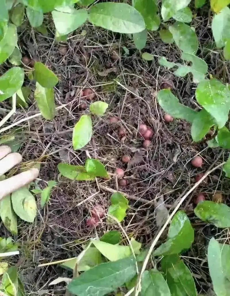 绿源生态黄牛肉