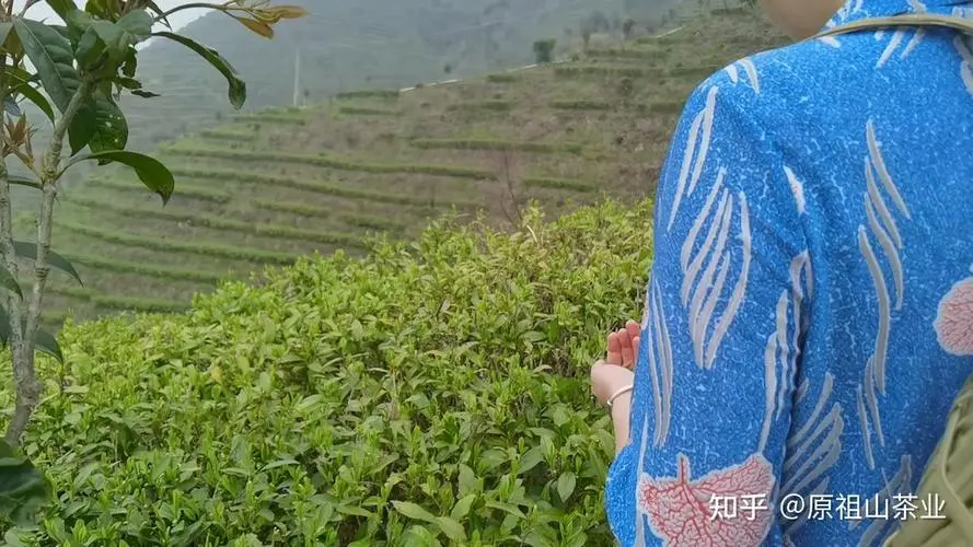 绿源高山有机茶叶