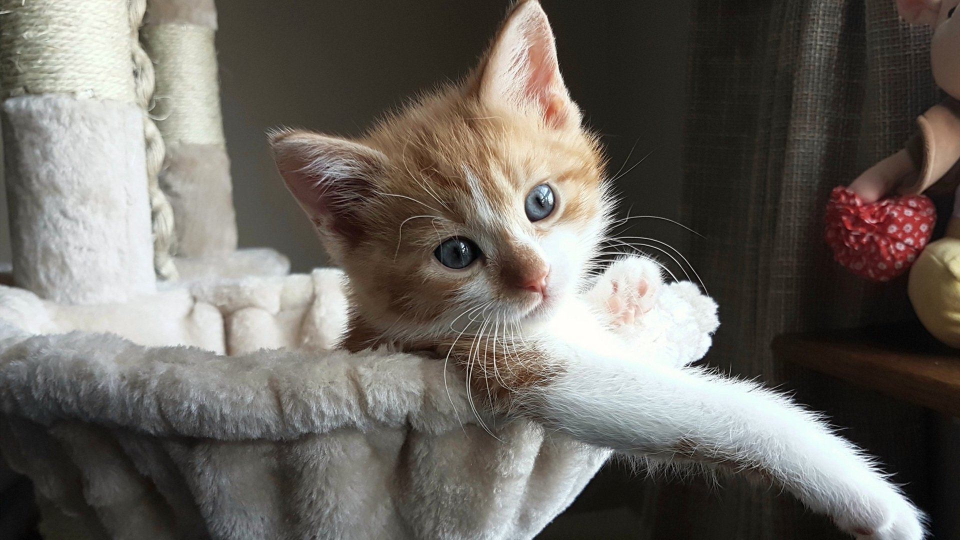有机蔬菜种植大棚项目申请报告（有机蔬菜大棚的构建及种植）
